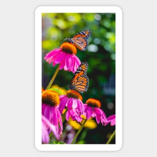 Morning Monarchs. Butterfly Photograph Sticker